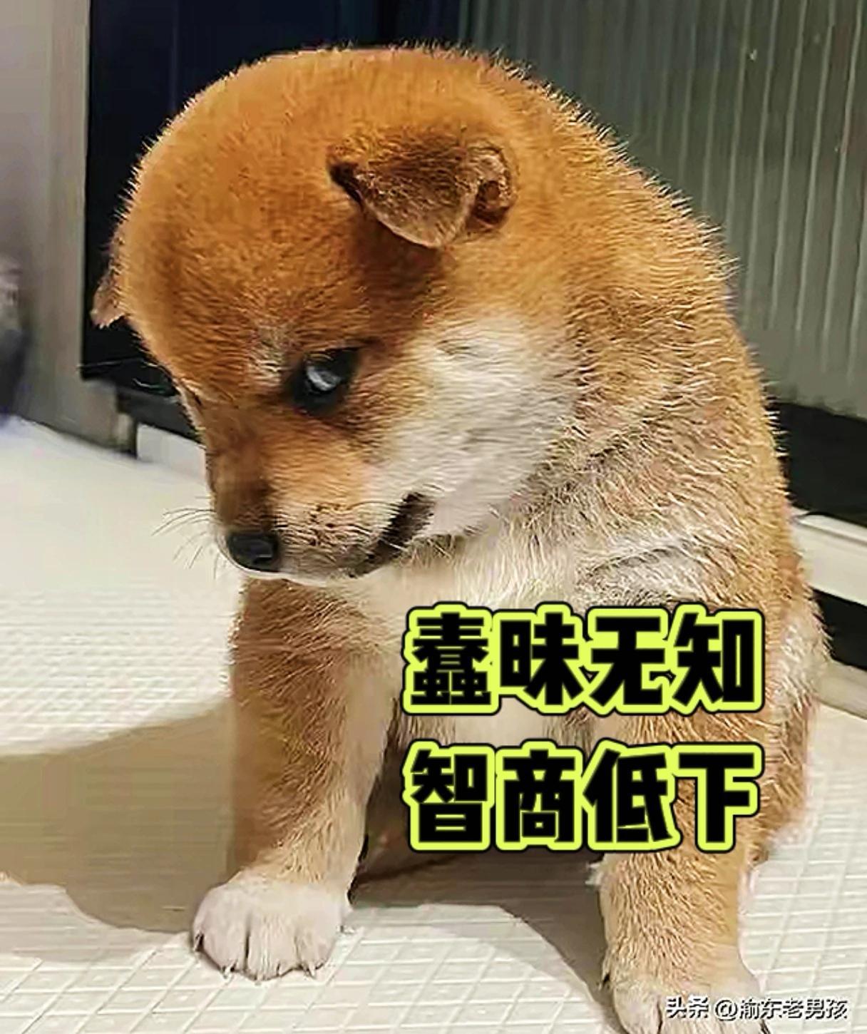 支持张薇薇的人。