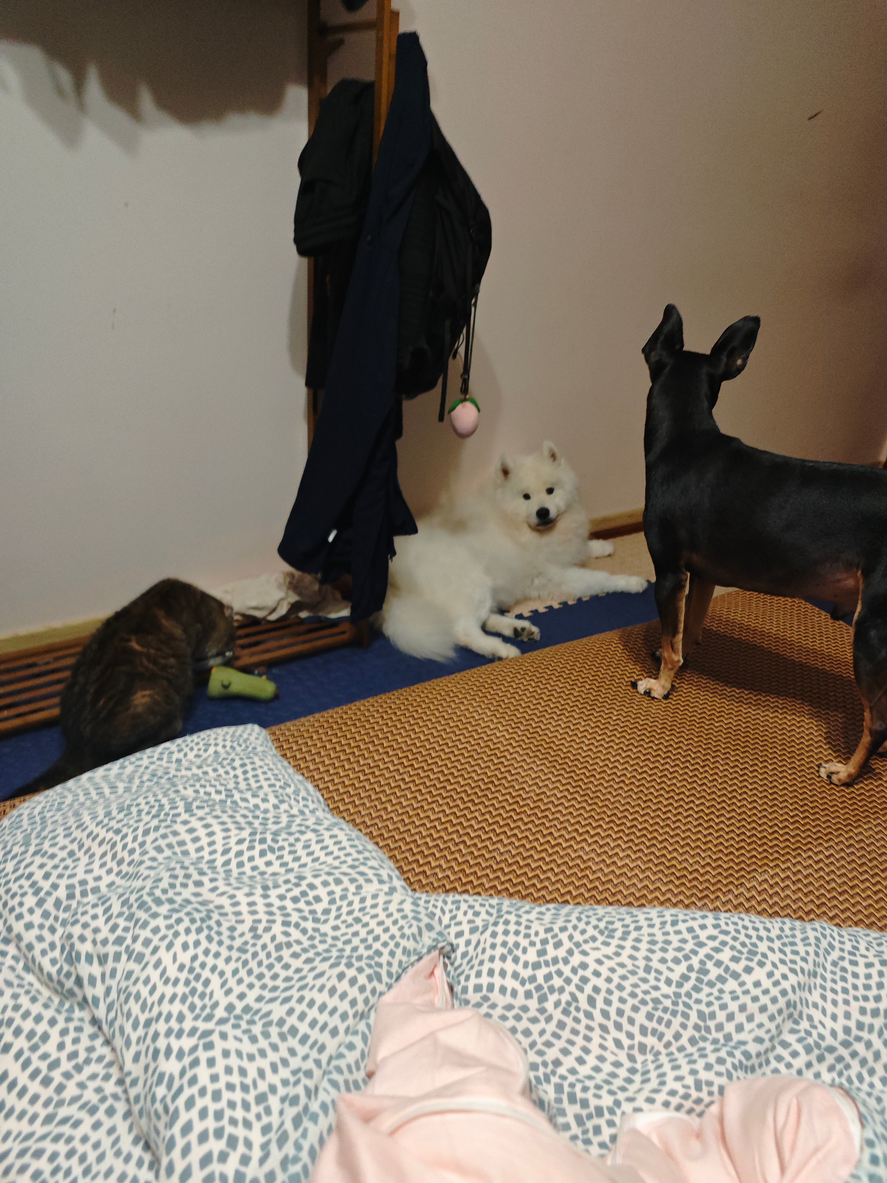 博美与杜宾犬[流鼻血] ​​​