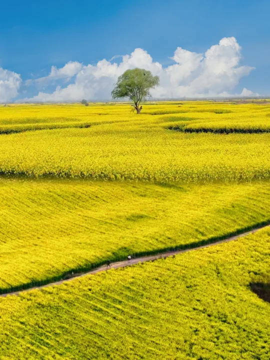 驶向我的路‼️1700km只为了这百万亩金色海浪