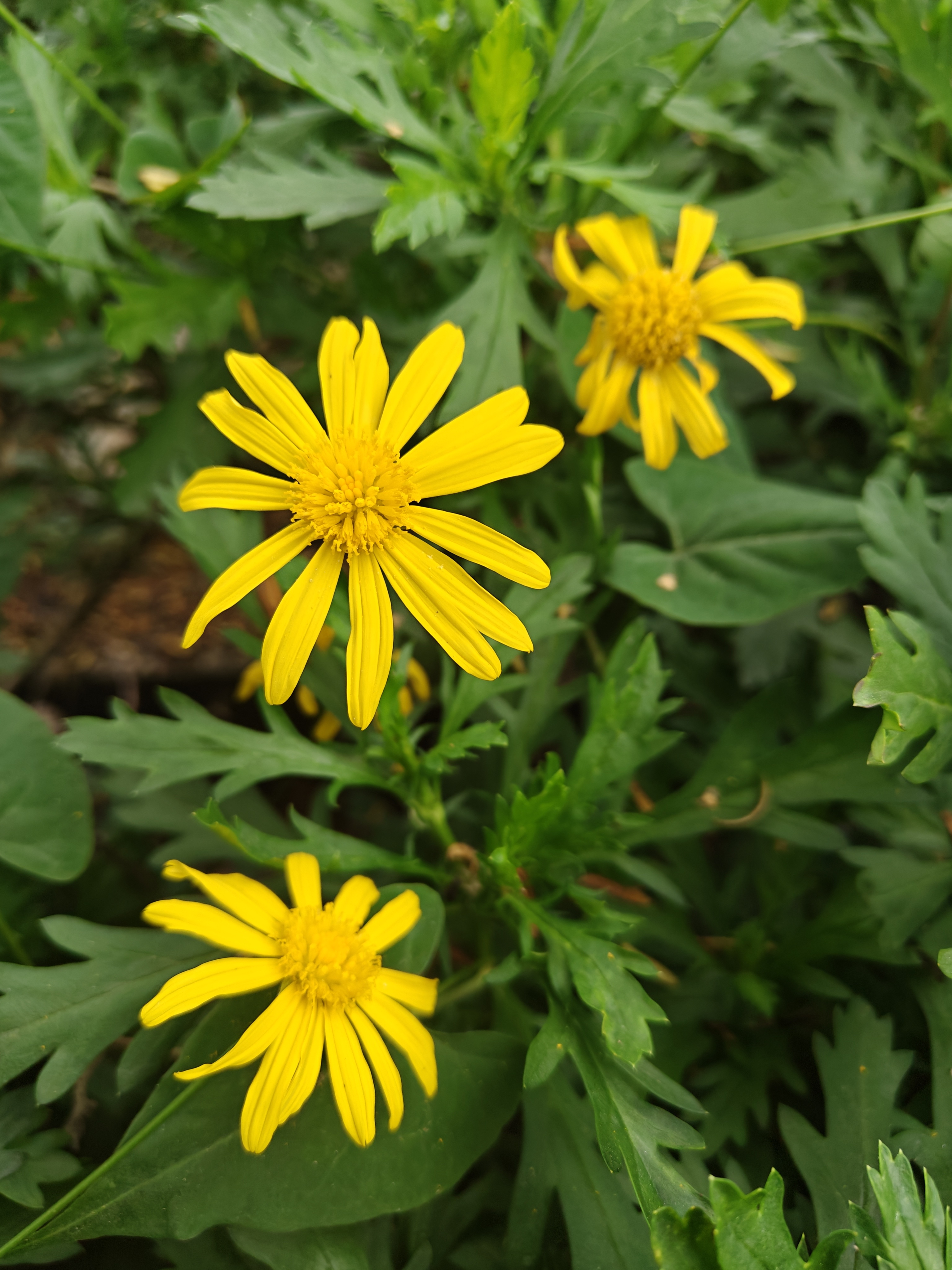 🌈朋友们早上好❤美好的一天又开始了 2026年3月27日📮星期五农历二月初九