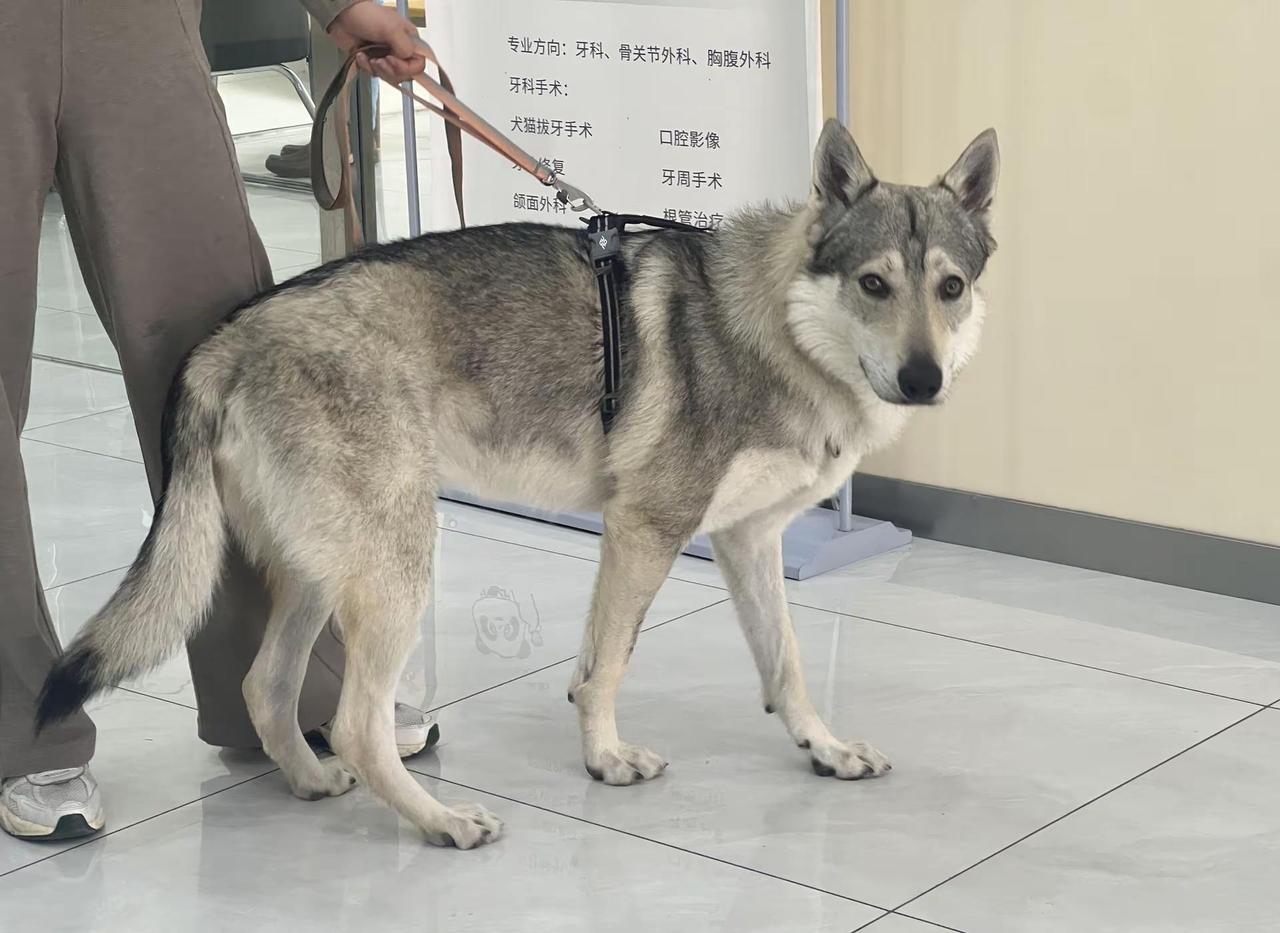 你说我这一天开不开心😂 合法饲养鹦鹉