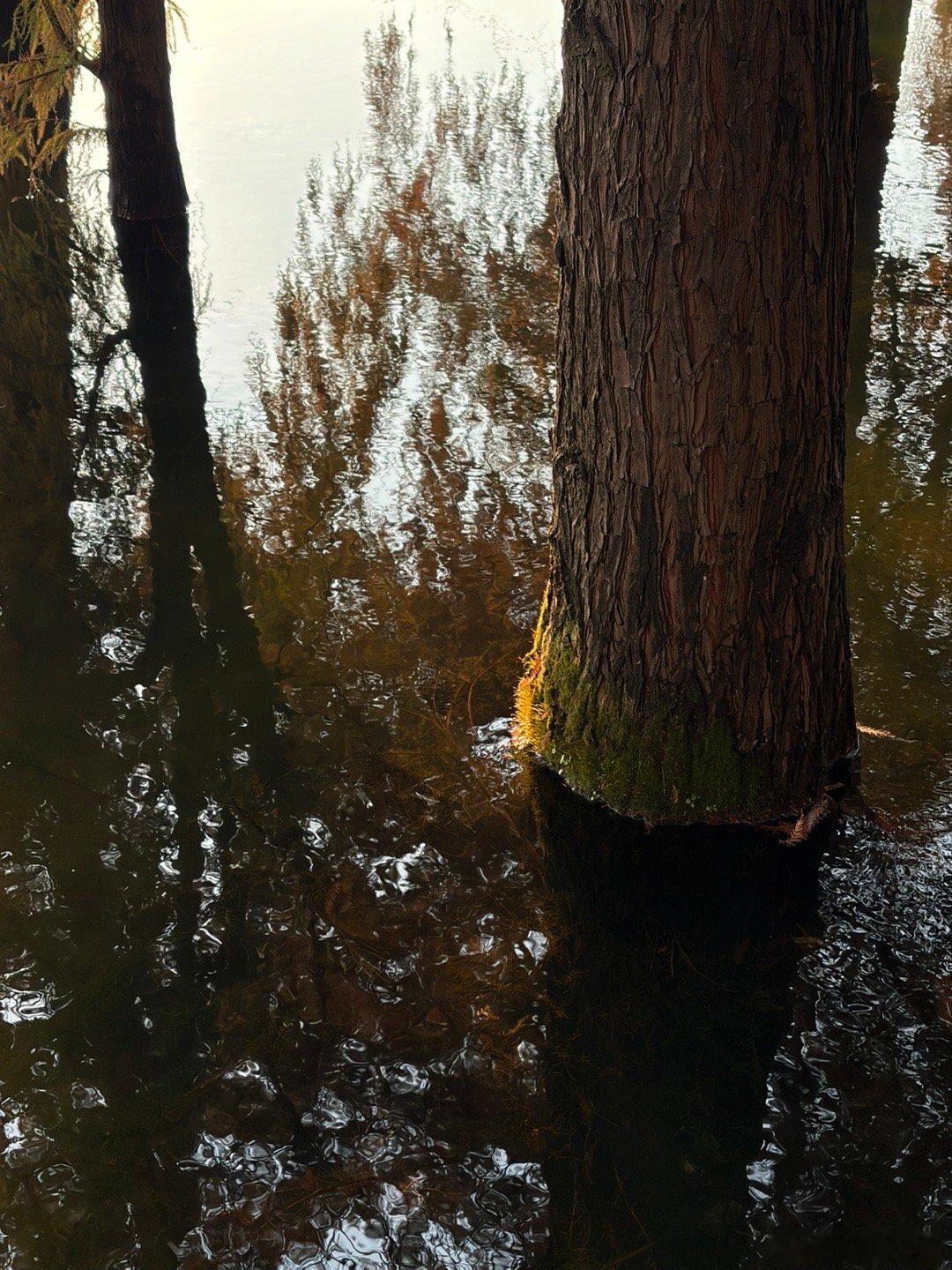 来看了很久没看的水杉林 有点晚了 再早一个月是最漂亮的时候 