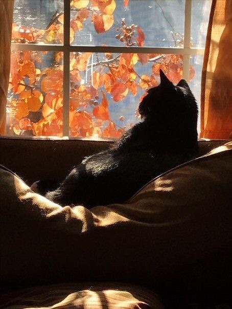 🍂🐈‍⬛ ​​​
