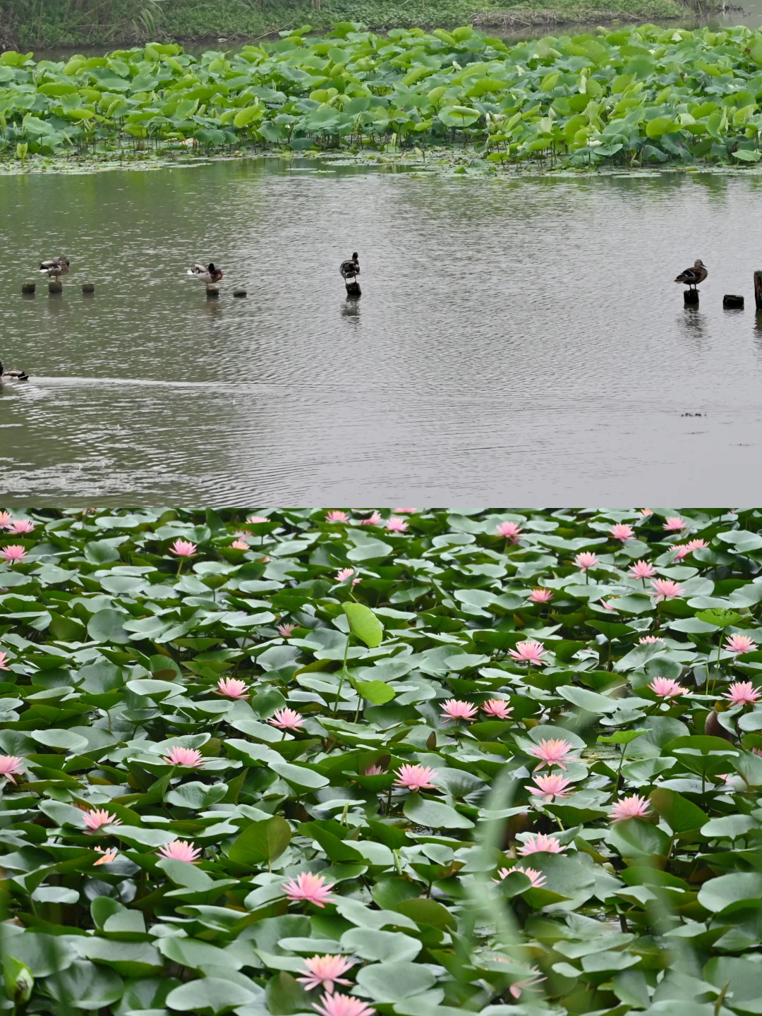 杭州西溪湿地公园观鸟赏花攻略