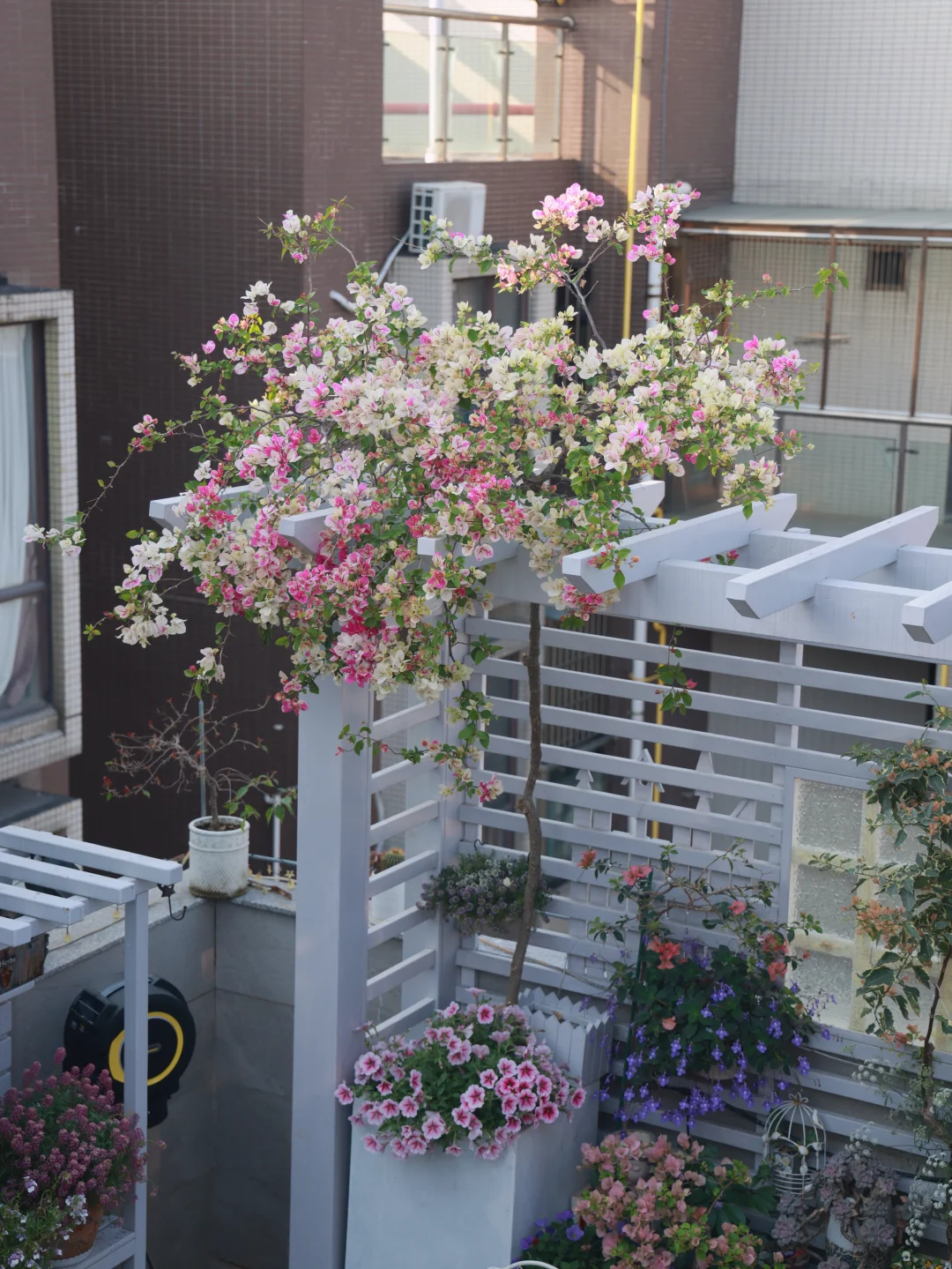 女人：喜欢的花一定要搞回家😏😏，不然睡不着