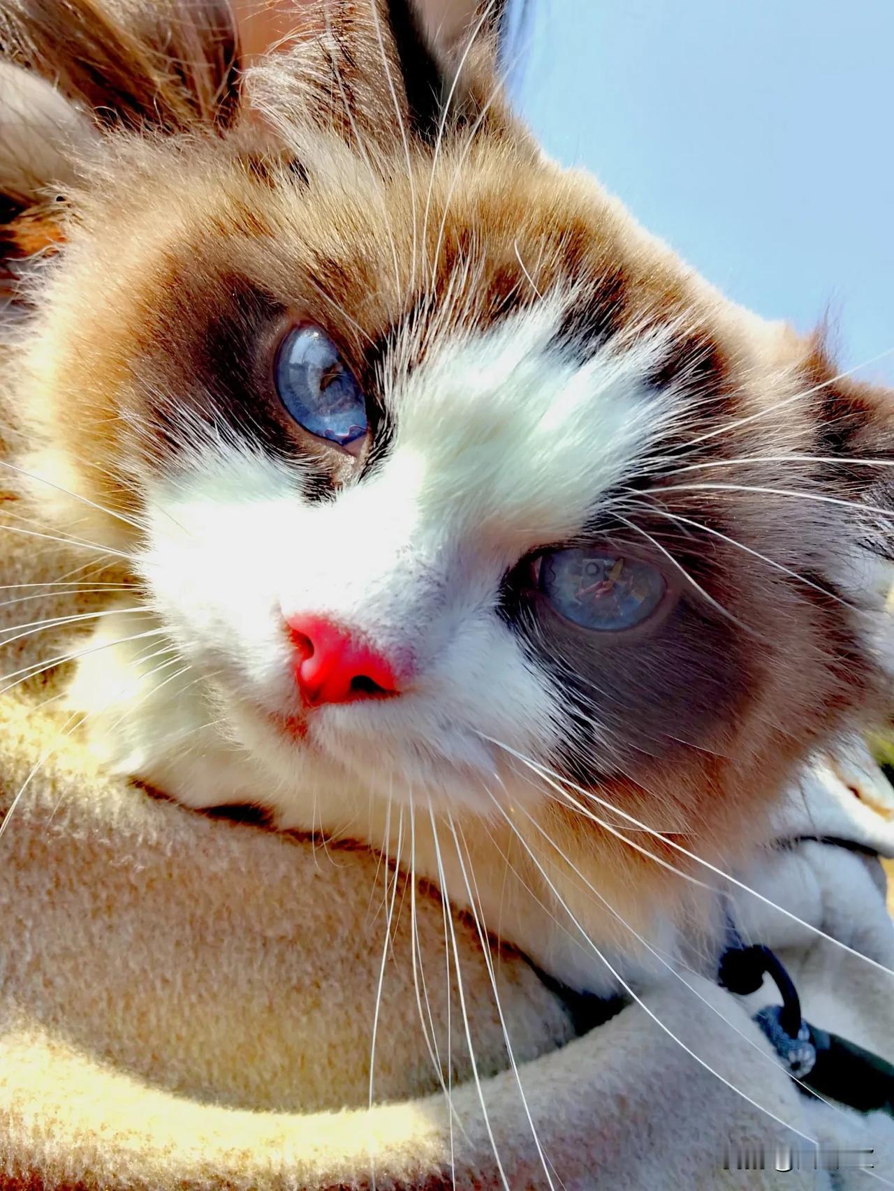 #分享相册里可爱的小猫咪#从未见过如此漂亮的猫咪，黄白相间的毛，蓝蓝的眼睛，红红