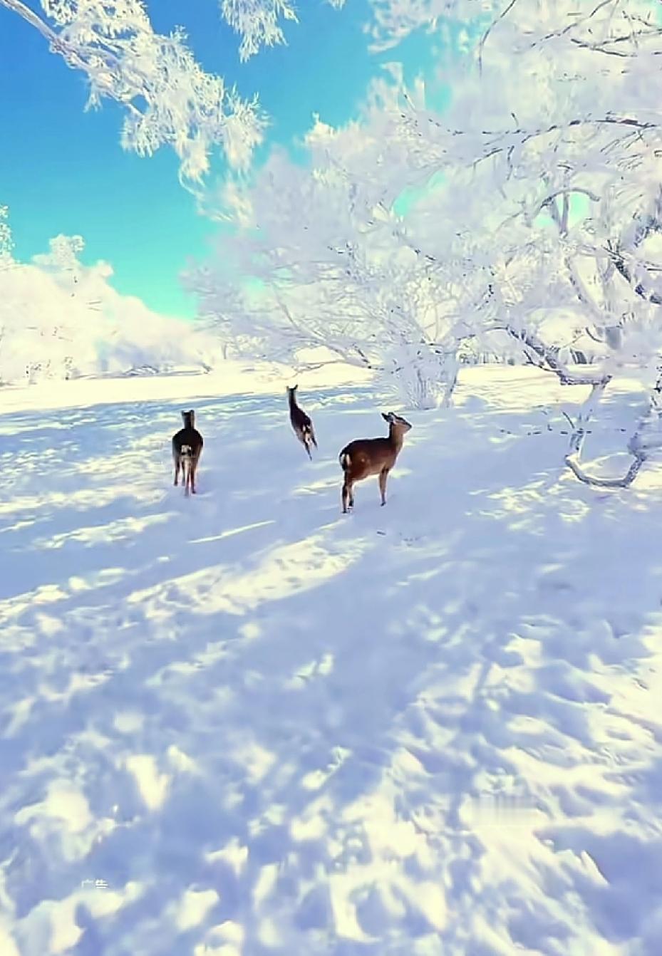 商务部的介入非常及时，相关企业活动须符合中国法律法规，履行法定程序，并表示将开展