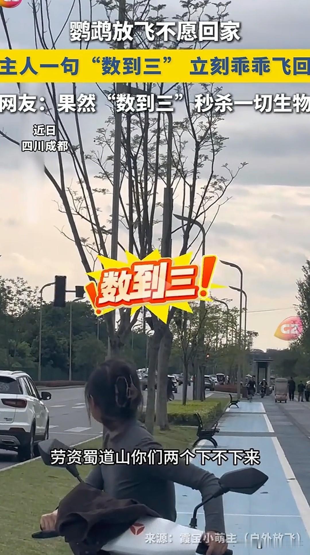 被震惊到了！

成都一只鹦鹉户外放飞，直接玩到不愿回家，主人怎么呼唤都没用，下一