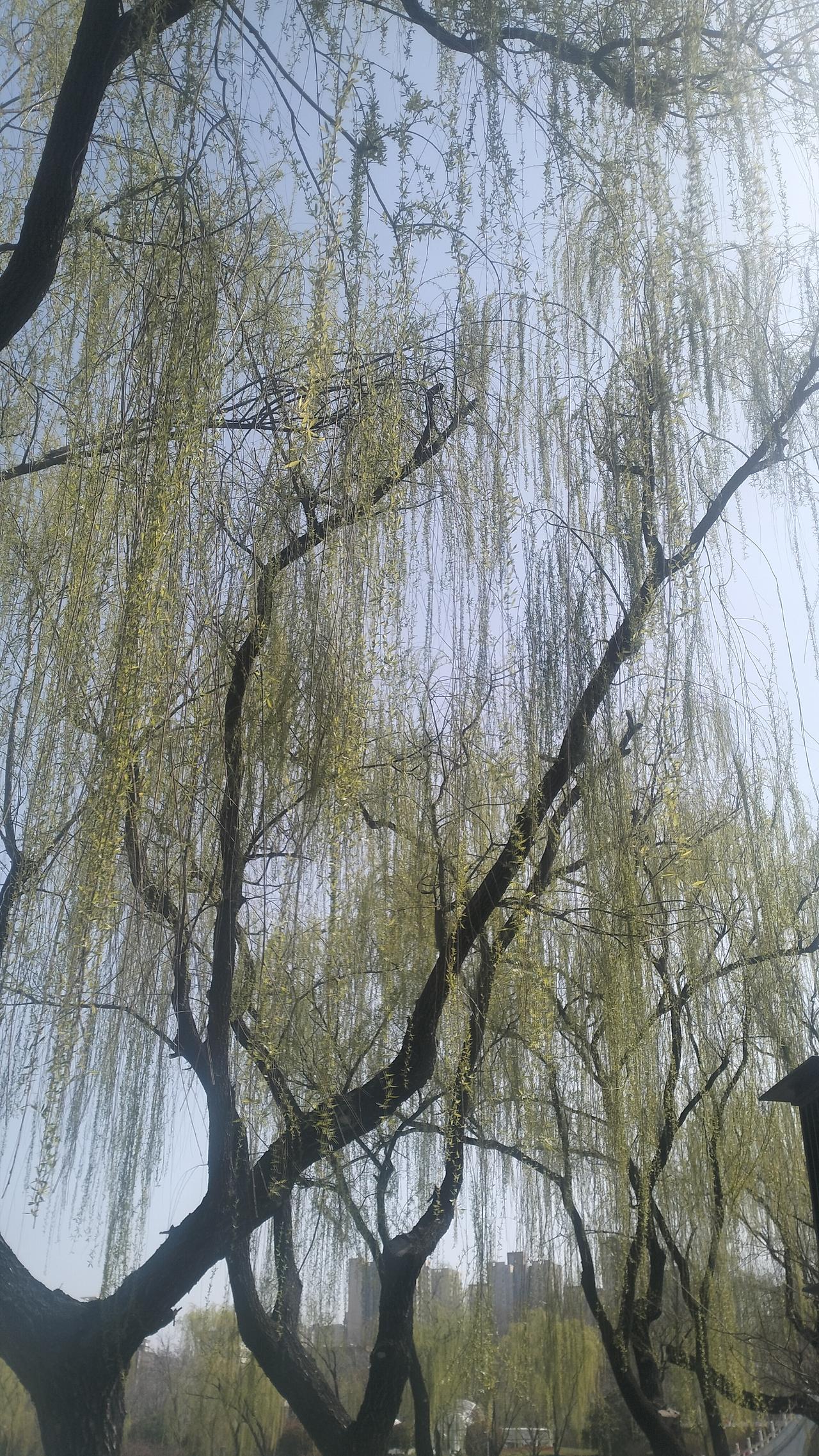 自驾海南之旅110——返程第17站  回到西安

回兴庆宫

垂柳依依浓翠绿，