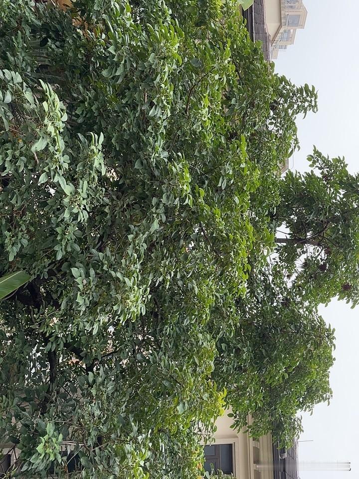 今天下午广州下雨了，十一月月份那种每日暖阳灿烂的日子瞬间切换，看来广州又要丝滑的