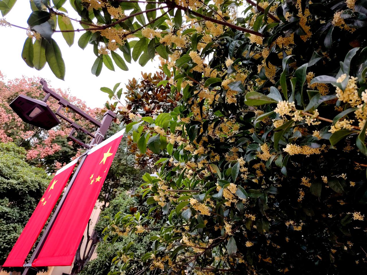 桂花跟五星红旗🇨🇳很搭