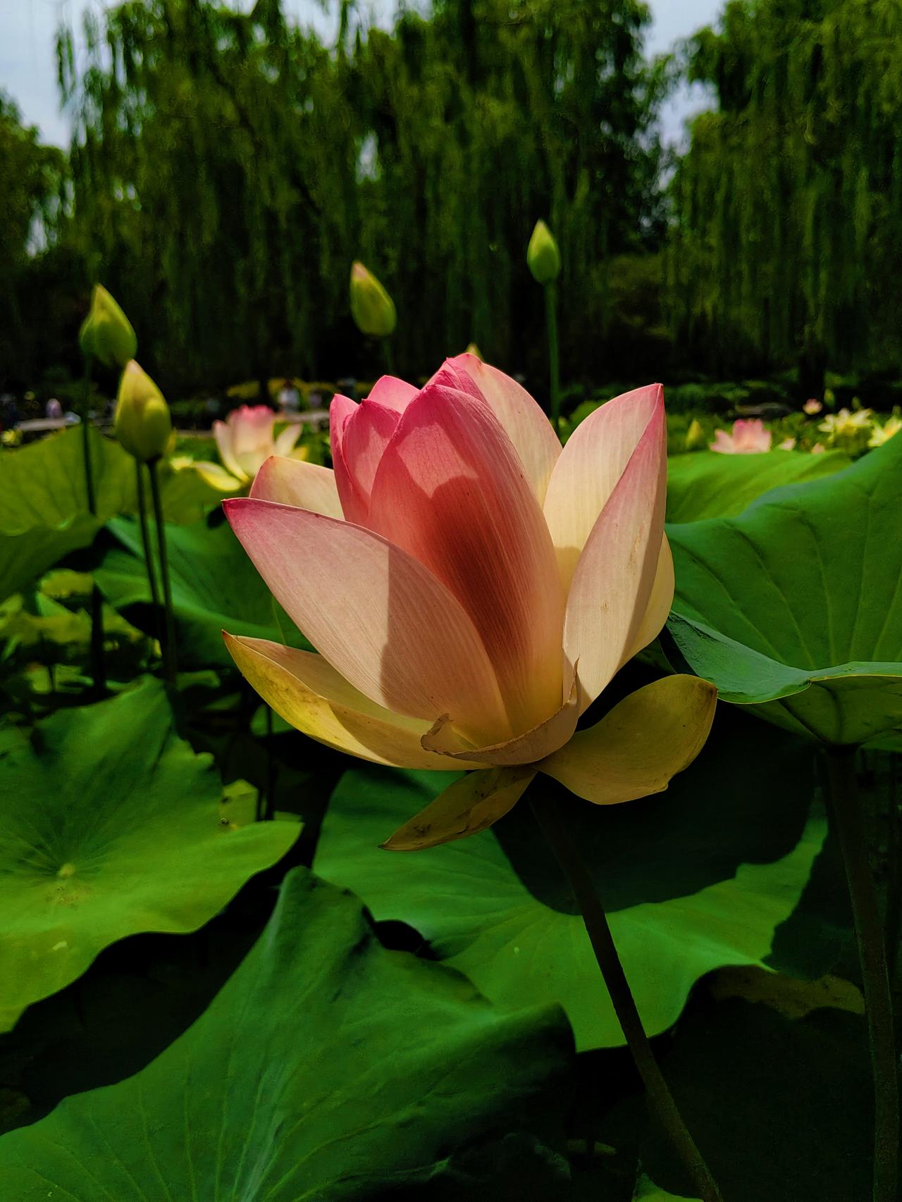 莲花池的荷花开了
在莲花池公园品莲亭的南池，荷花已是竞相开放，这是莲花池最早能赏