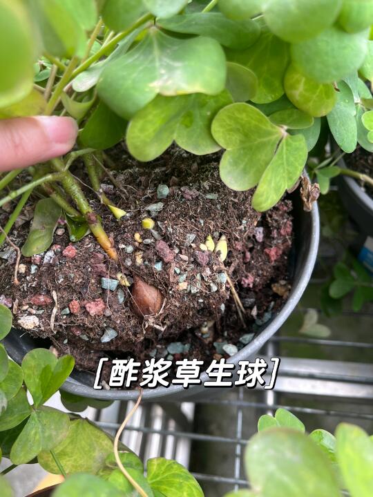 生球就生球，你顶土干什么