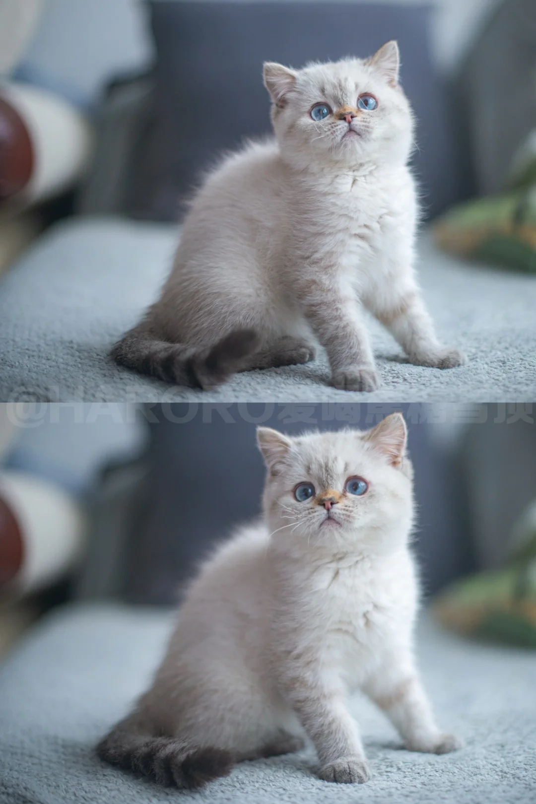 现猫|被小山猫硬控住了✨