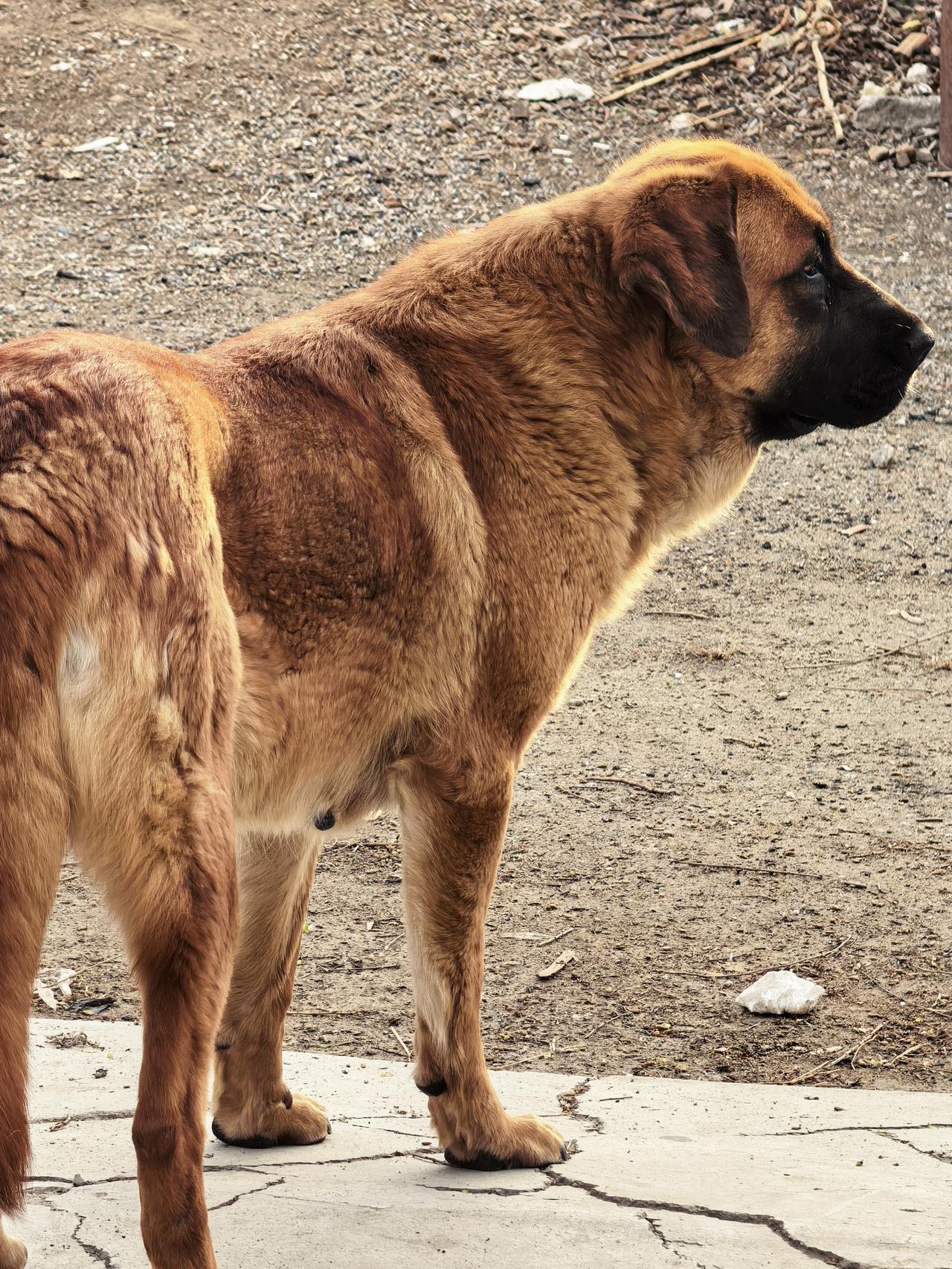 金河农庄中华田园犬，纯纯农村大黄狗[祈祷][祈祷][祈祷]