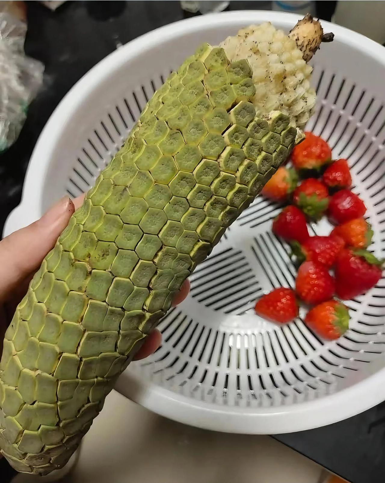 前段时间去朋友家玩，一进门就瞅见个怪东西。朋友神神秘秘地说，这是他去深山游玩时发