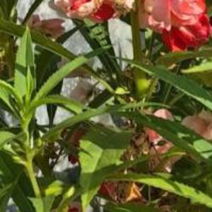 每日一善[超话]‍每日一善 生活其实很简单，想通了，每天都是晴天；幸福其实不遥远