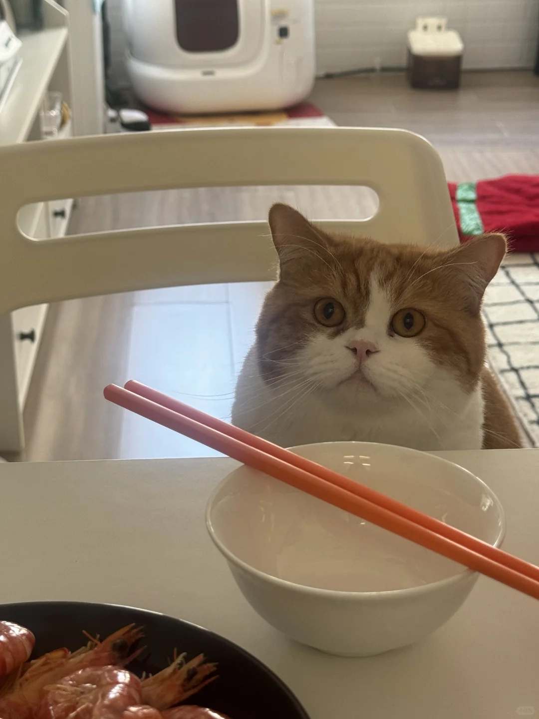 猫：“人，饭好啦？我上桌了”