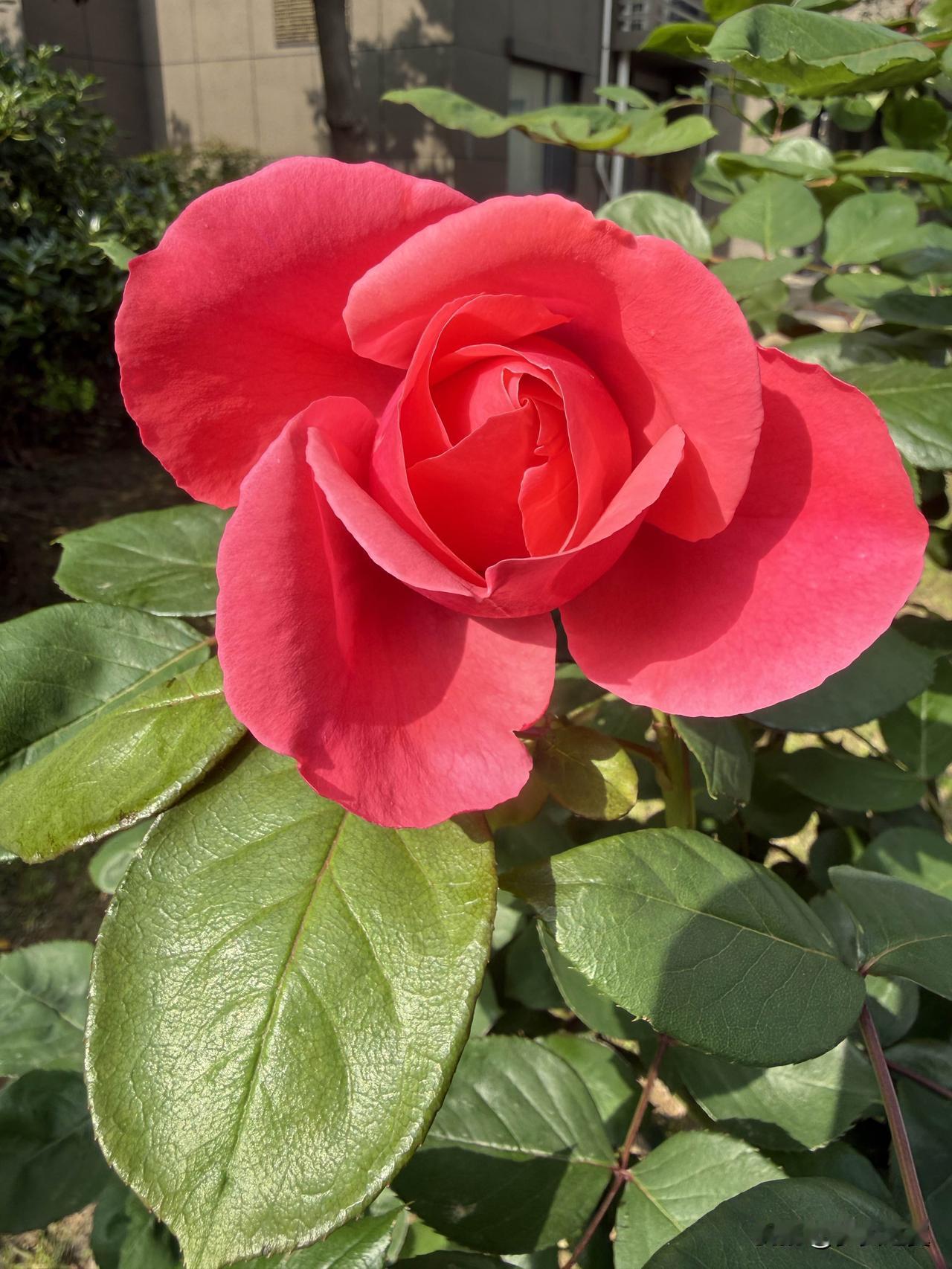 【小对联】
上：……？
下：福临门。