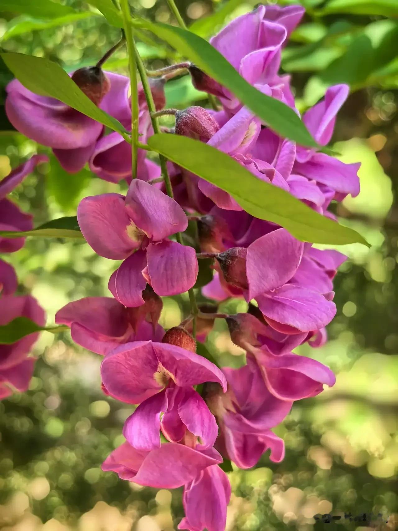 晒图笔记大赛又到了槐花飘香的季节了！紫刺槐开得热烈，软乎乎的紫瓣裹着细碎鹅黄，藏