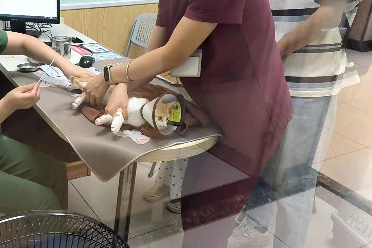 【#宠物看病比人贵#？猫咪骨折花费上万，专家挂号费三百】#猫咪骨折花费上万专家挂