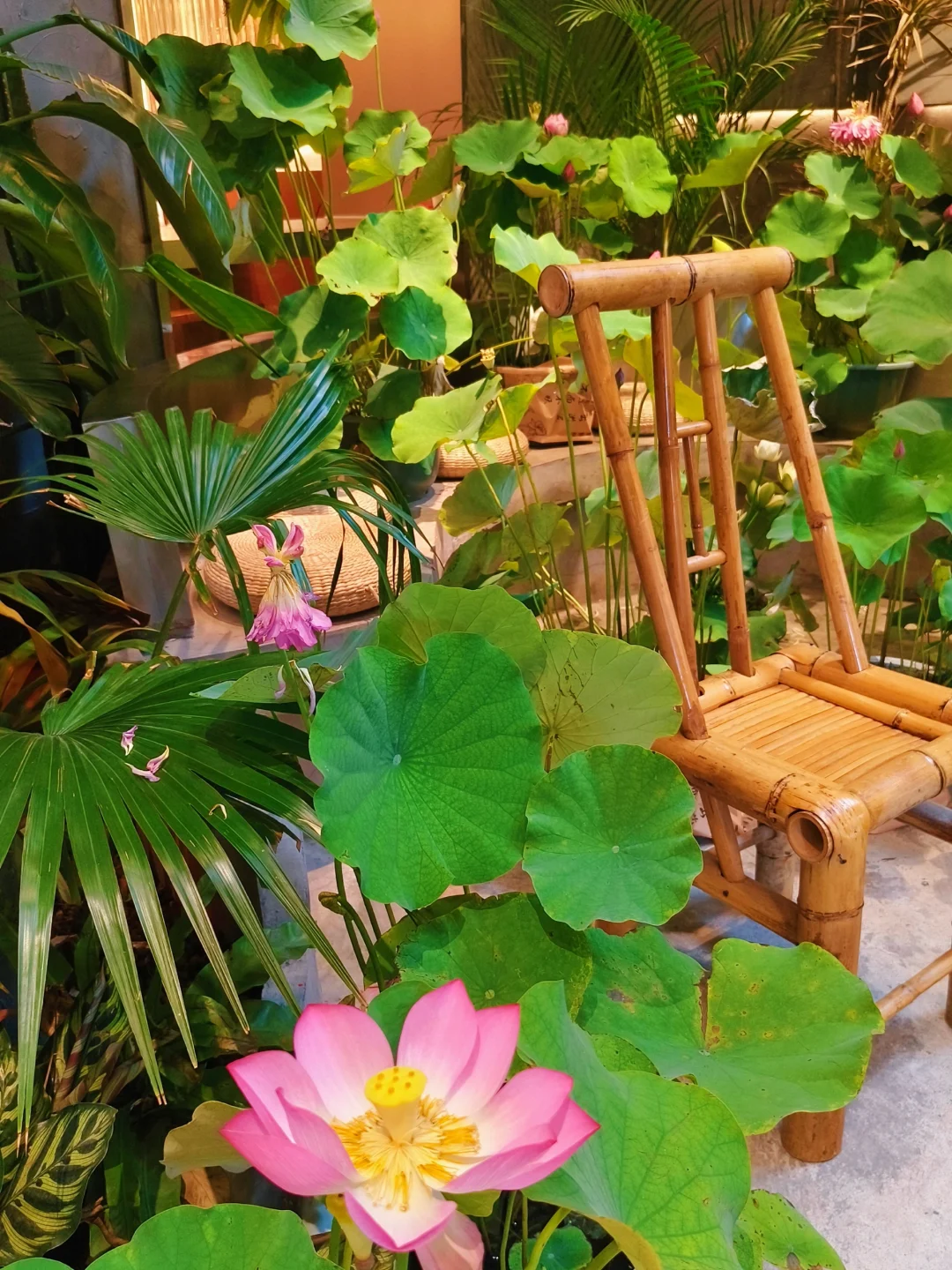 在朱光玉吃火锅太夏天