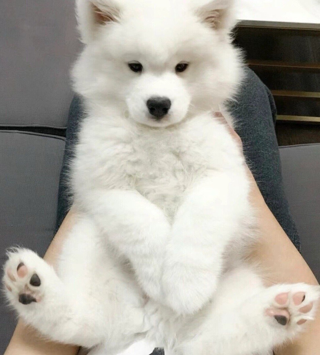 随便拍拍拍真的很没有礼貌耶，请注意小狗的隐私！ 