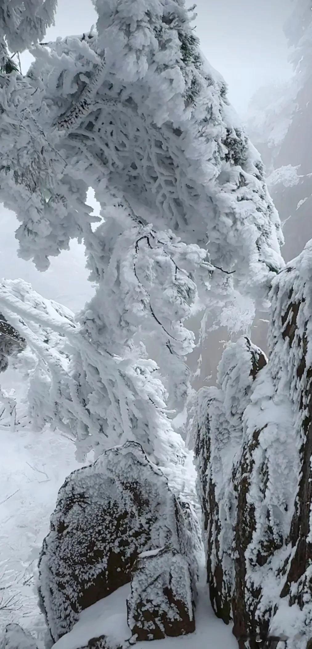 你见过北方的大雪吗北方大雪常常能积得很厚，一脚踩下去能没过膝盖。