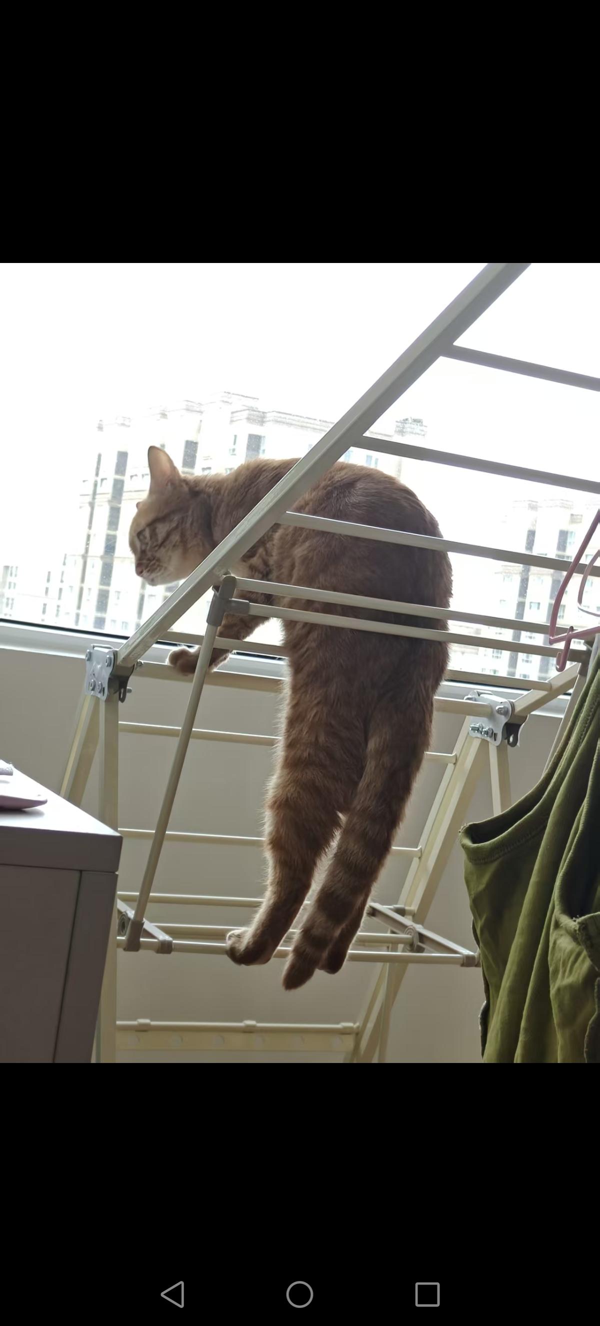 分享随手拍的景色这个带着福气来的猫咪啊，刚来到的新居，你看它到处探索的样子😁治