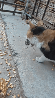 这是一只绝世好猫。

主人家翻晒玉米，猫咪一会儿就抓了五六只老鼠，这嘴都含不下了