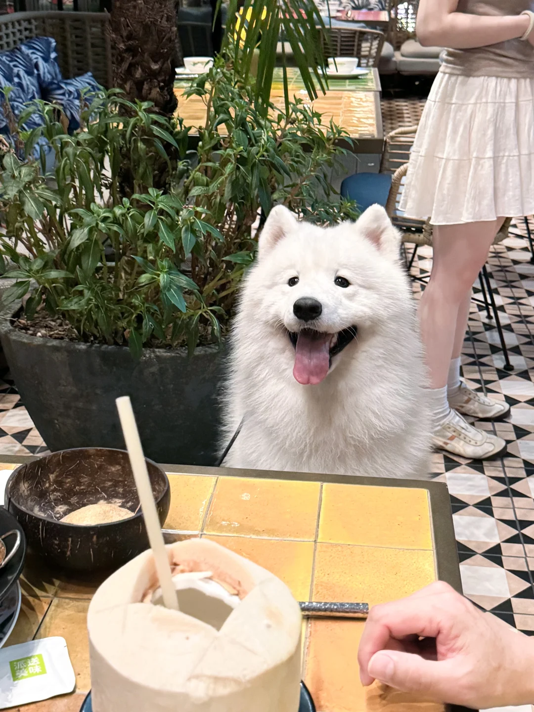感谢椰子和家长请丽麻喝椰子🥥 孩子大了懂事二字写在身上，全程没有上桌...