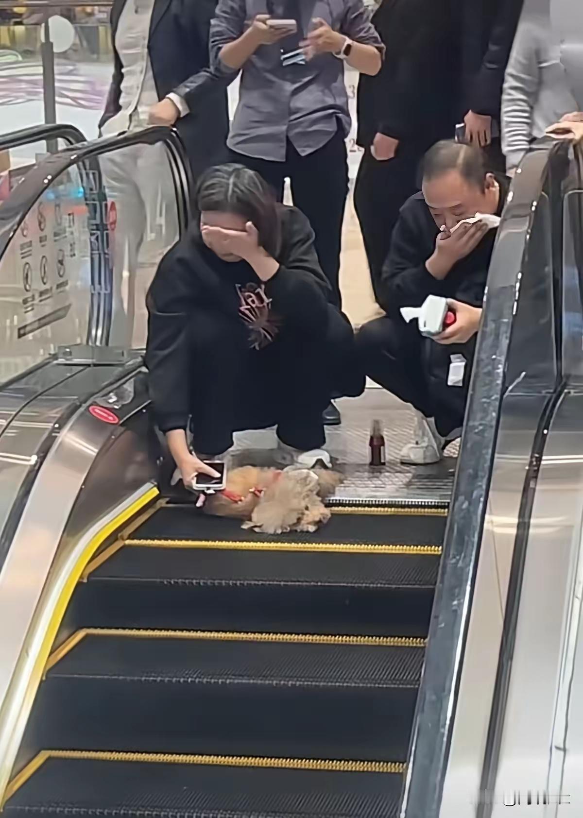 一对夫妻带狗进了商场，
上自动扶梯时既没给狗拴绳，
也没把小狗抱起来，
就由着它