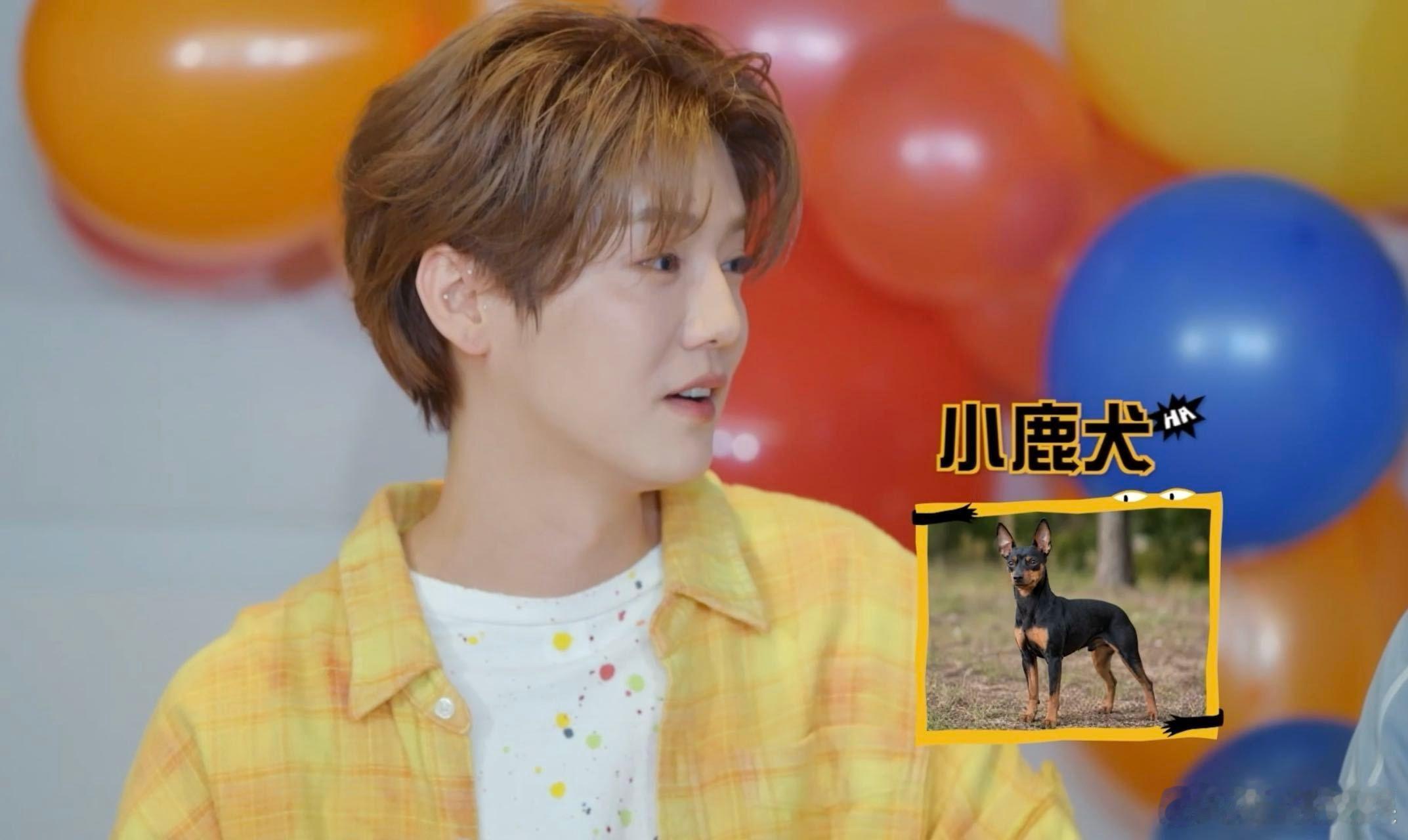 小鹿犬的特点就是精力旺盛又黏人。鹿晗说自己像小鹿犬的那一刻，所有粉丝已经脑补出他