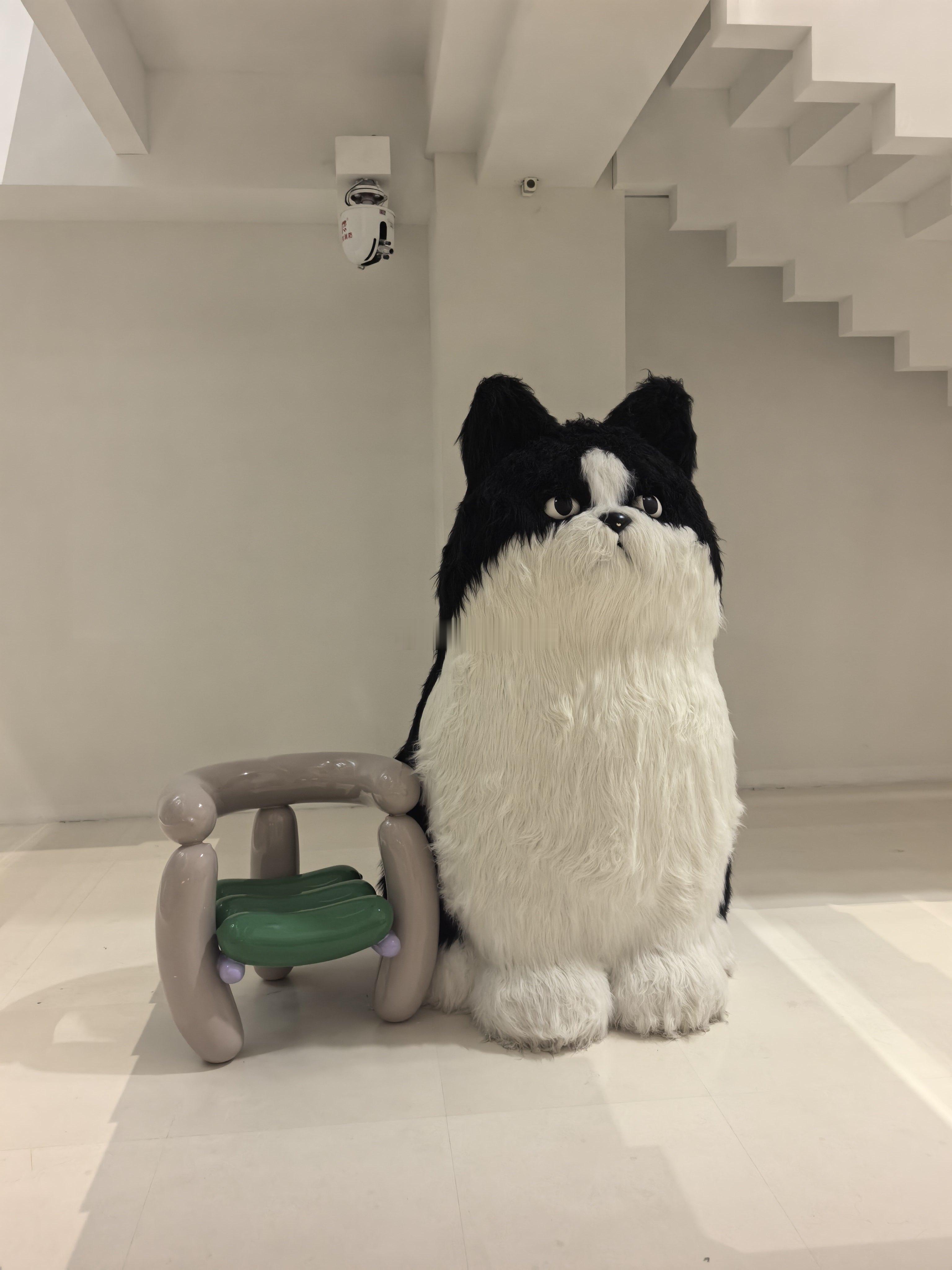 上班前最后一次洗浴！灵魂问题：这到底是猫还还是狗？ 北京·V生活馆