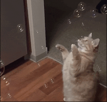 抓到了，感觉又像没抓到。这可怎么好呀