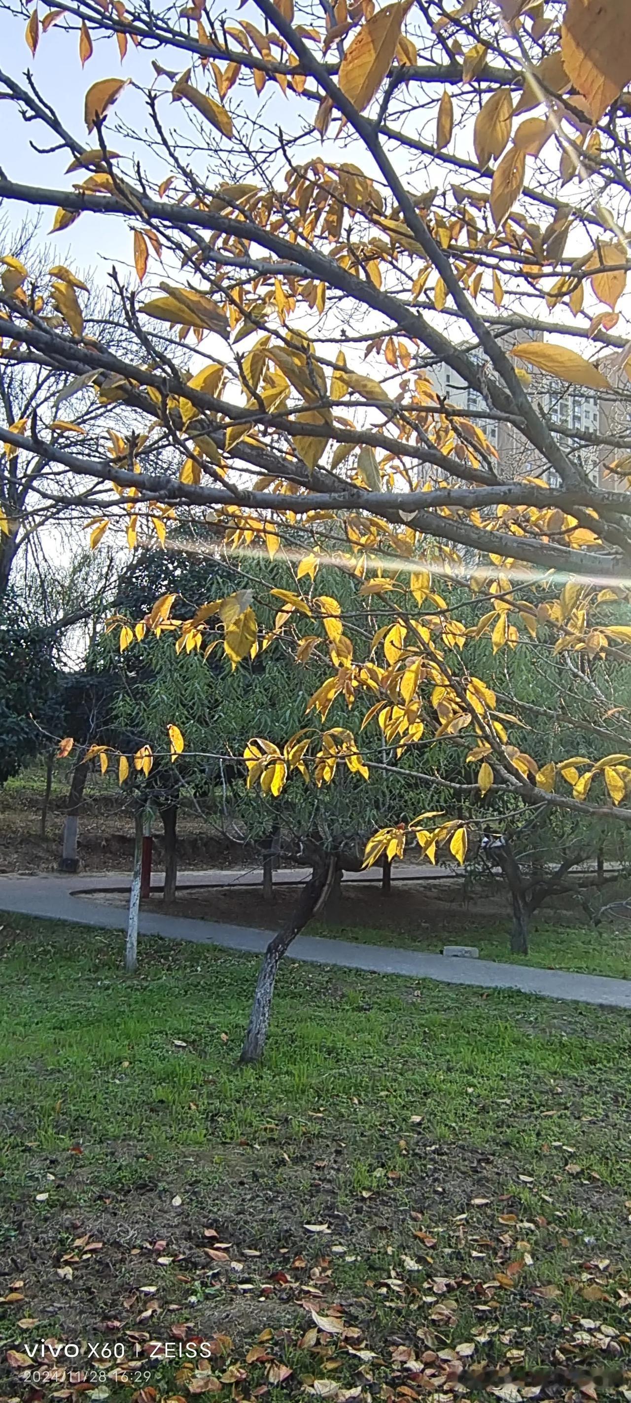 银杏叶美景之分享