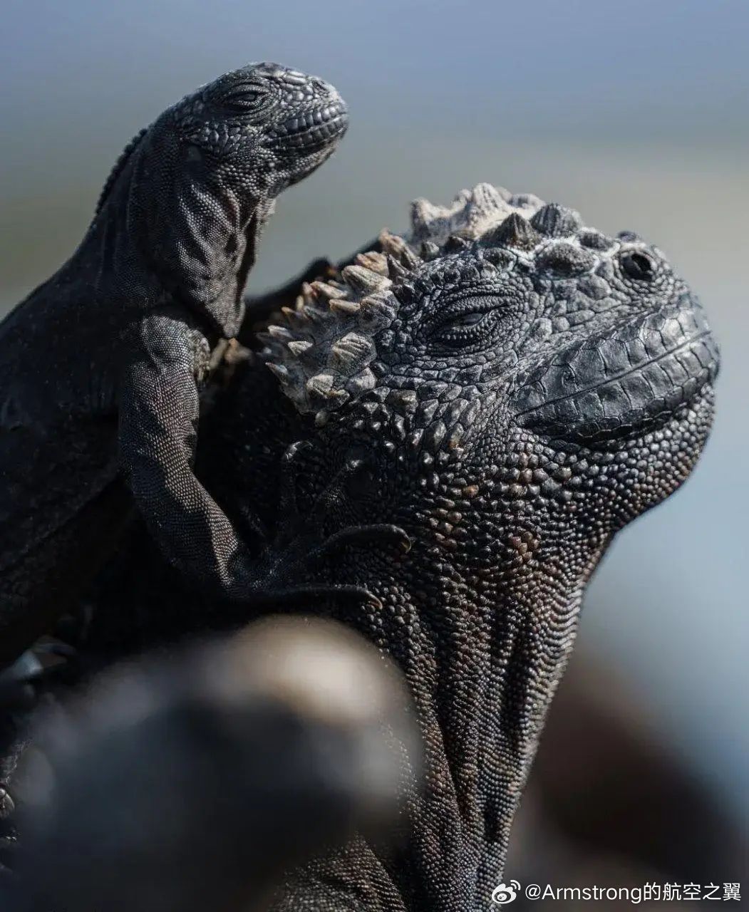 海鬣蜥梦想着自己能成为哥斯拉 