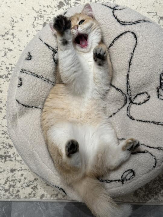 猫猫是个小宝宝