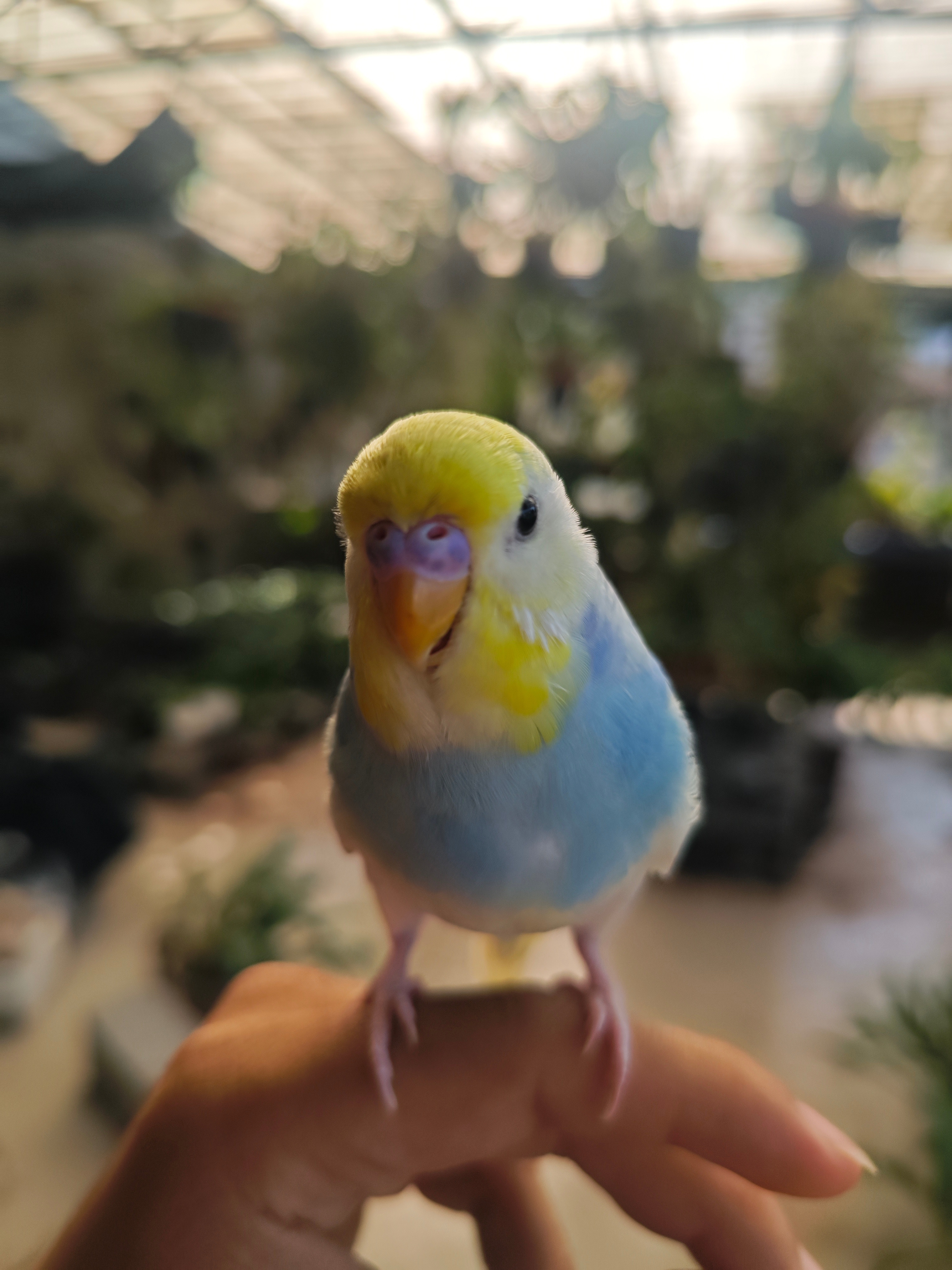 金彩小鹦鹉 ​​​
