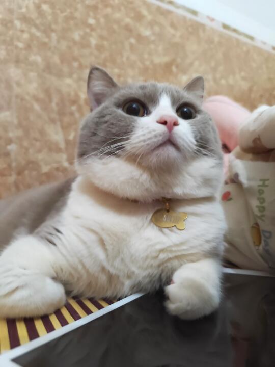 眼神坚定的像是要入党