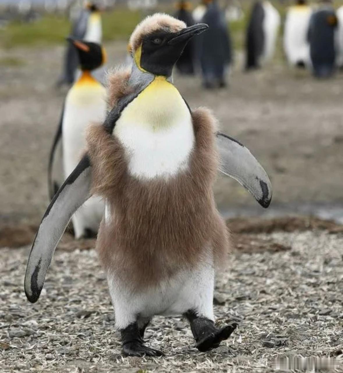 换毛毛的王企鹅🐧 