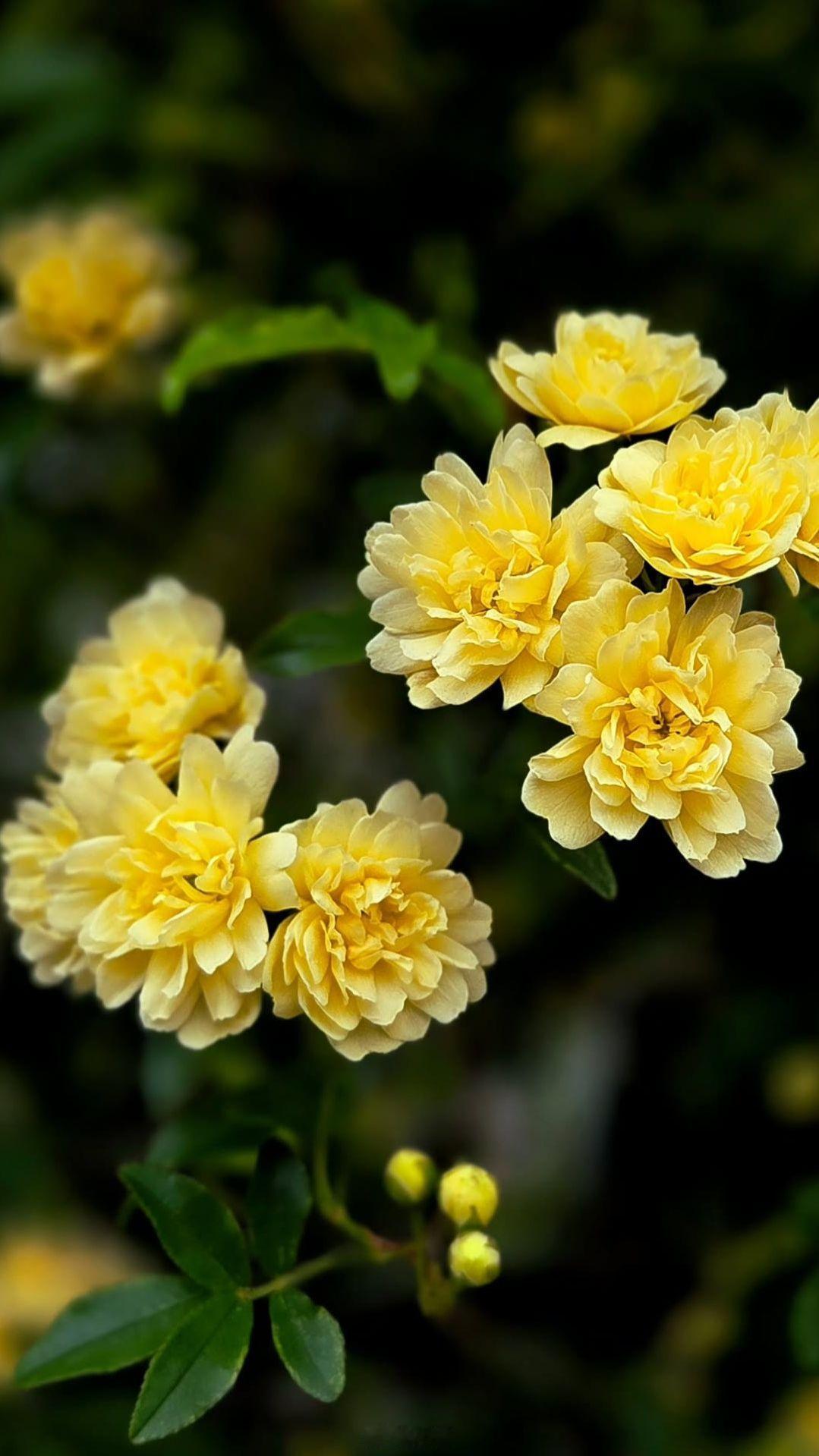 早安朋友们小菌 一丛浅黄，治愈了整个春天。 