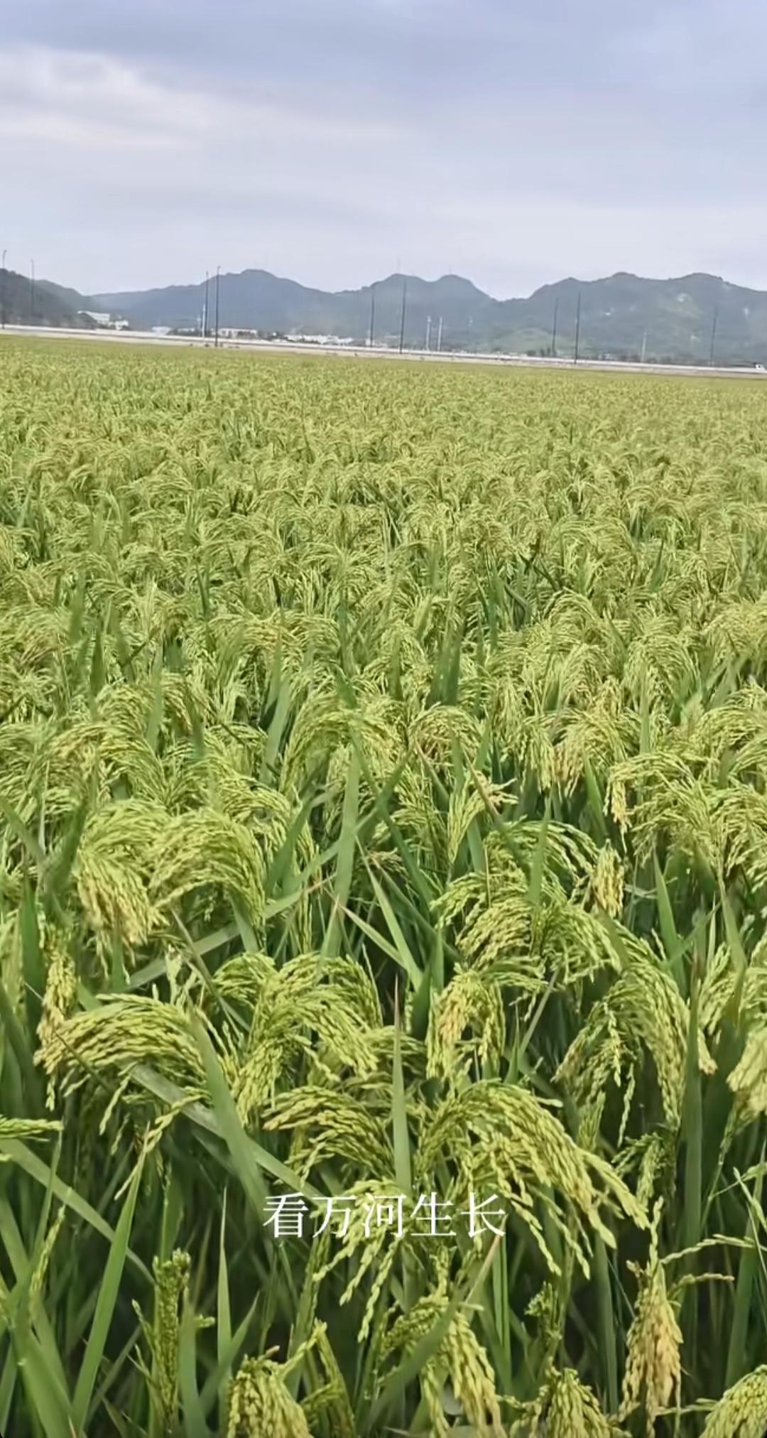 一大片稻田绿油油，真养眼！这是种的什么？是高粱吗？乡间稻田风景