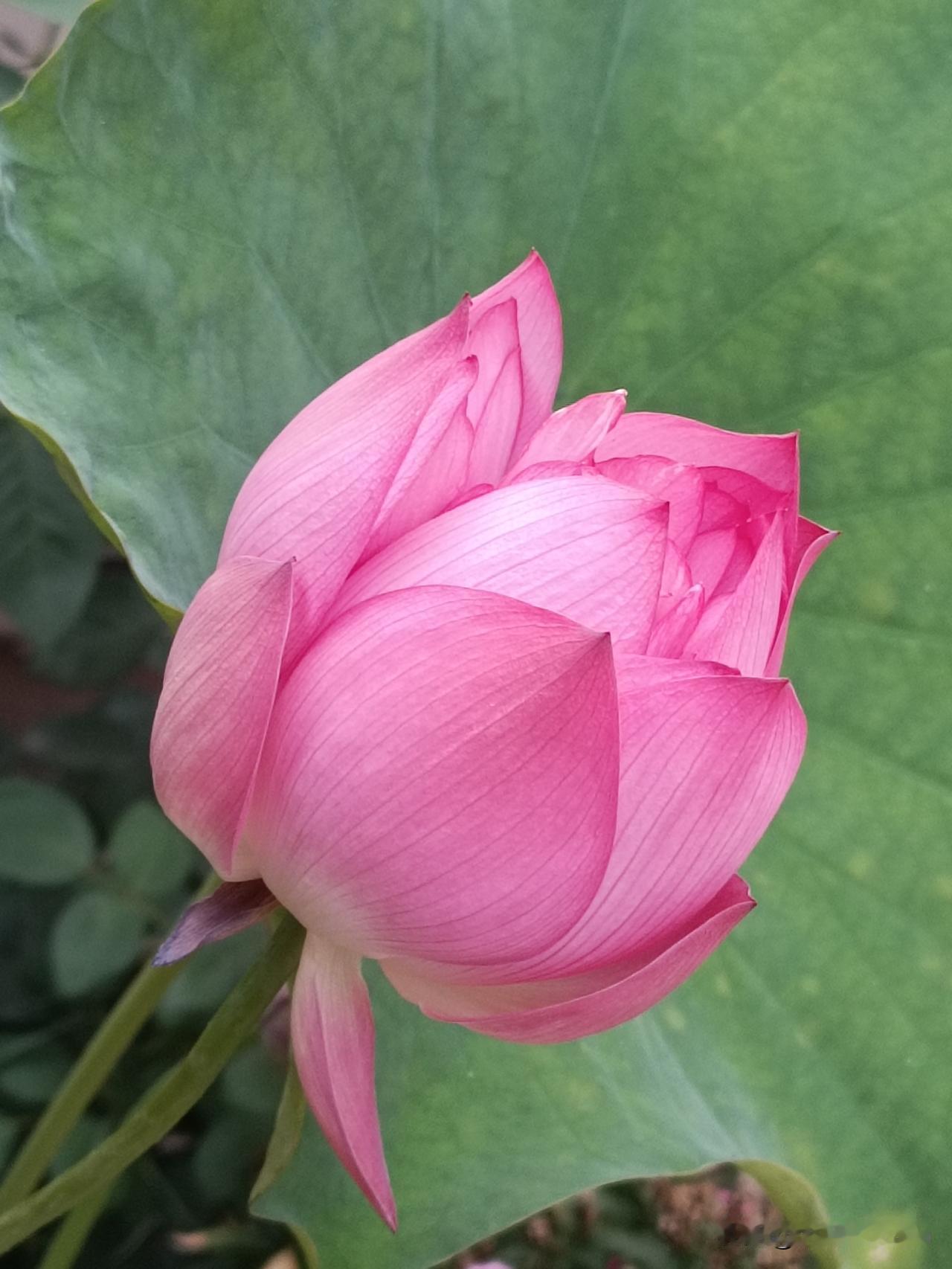 何为荷花“晨开暮收”
——观赏荷花的时间节点 

普通观赏荷花确实晨开、午间逐步