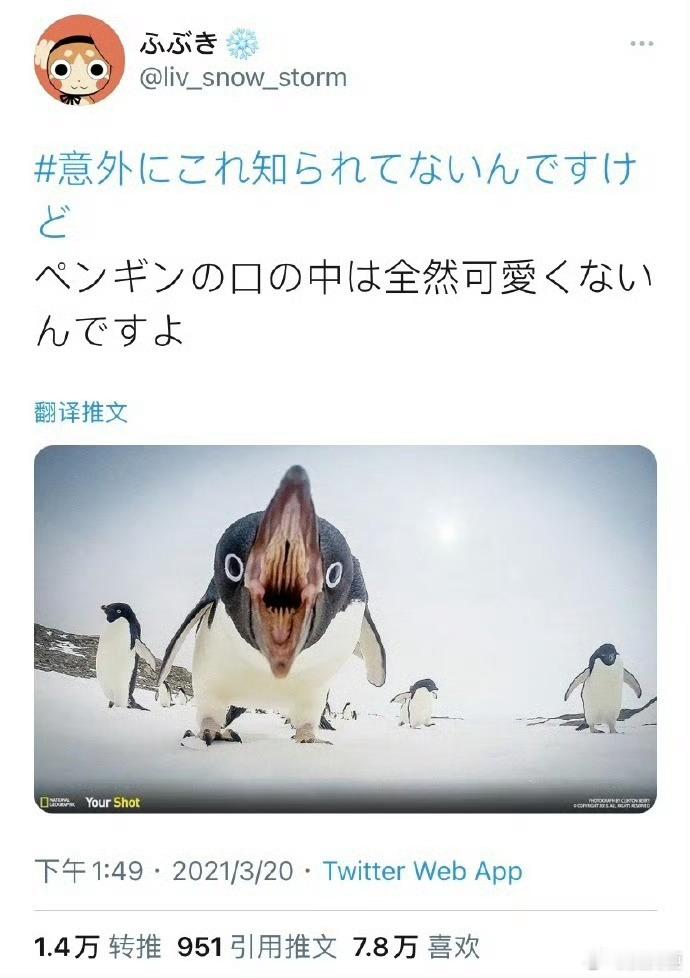企鹅张开嘴还可爱吗？🐧 