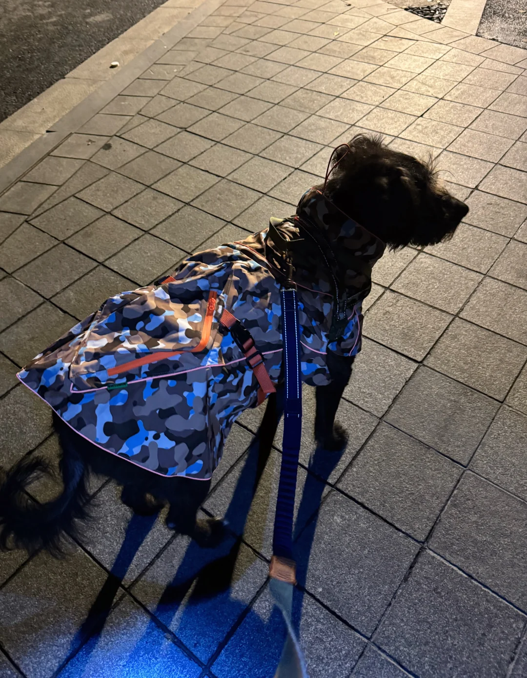 带神犬出去溜达一会，晚上真冷啊！