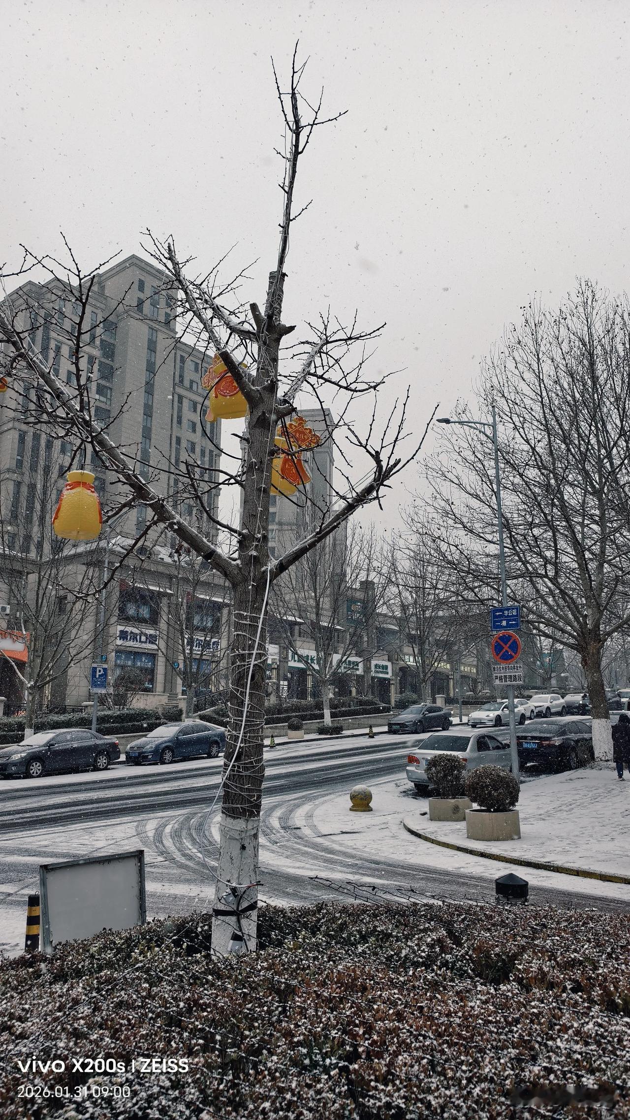 大连冬日——绿树，雪花，彩灯！