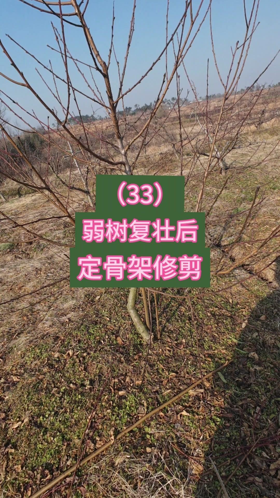 弱树重剪真的有用！看这棵老弱锦绣黄桃树，去年冬天在中下部5个点位重剪，剪口处长出