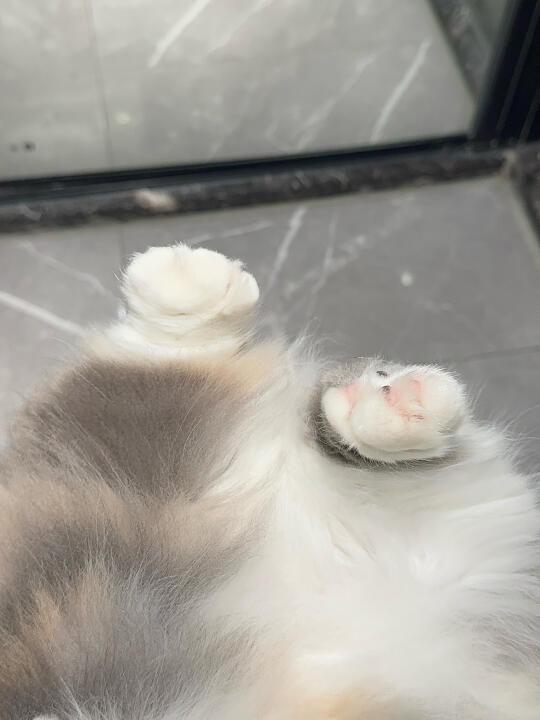 咪的足 谁敢闻