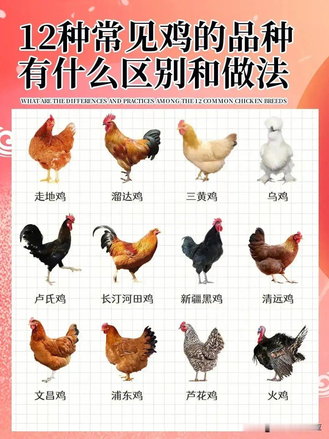 这都是常见种类的鸡吧？ 